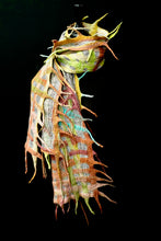 Load image into Gallery viewer, &quot;Kalahari Luxe&quot; merino and metallic silk organza scarf